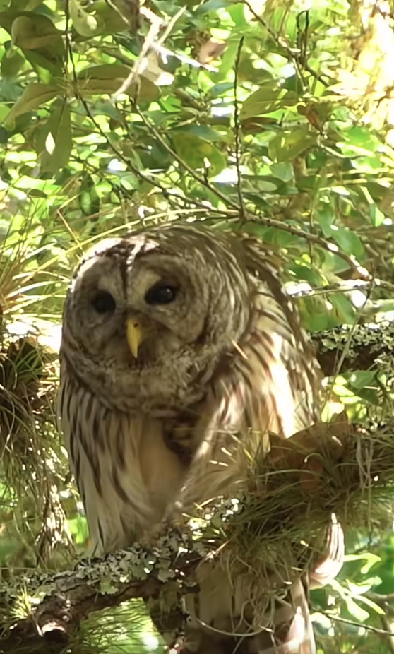 Favorite Owl
