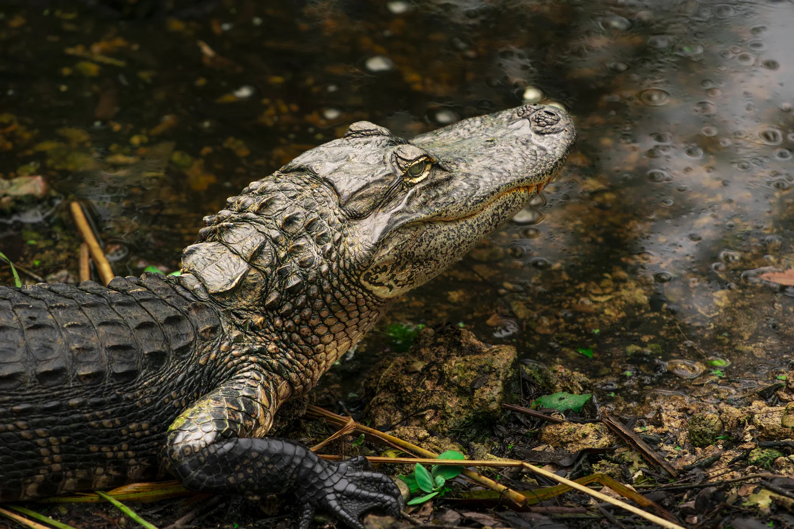 Everglades Florida wildlife photography by Keith Hilgenfeldt II — FARWILD sponsorship cinematic storytelling