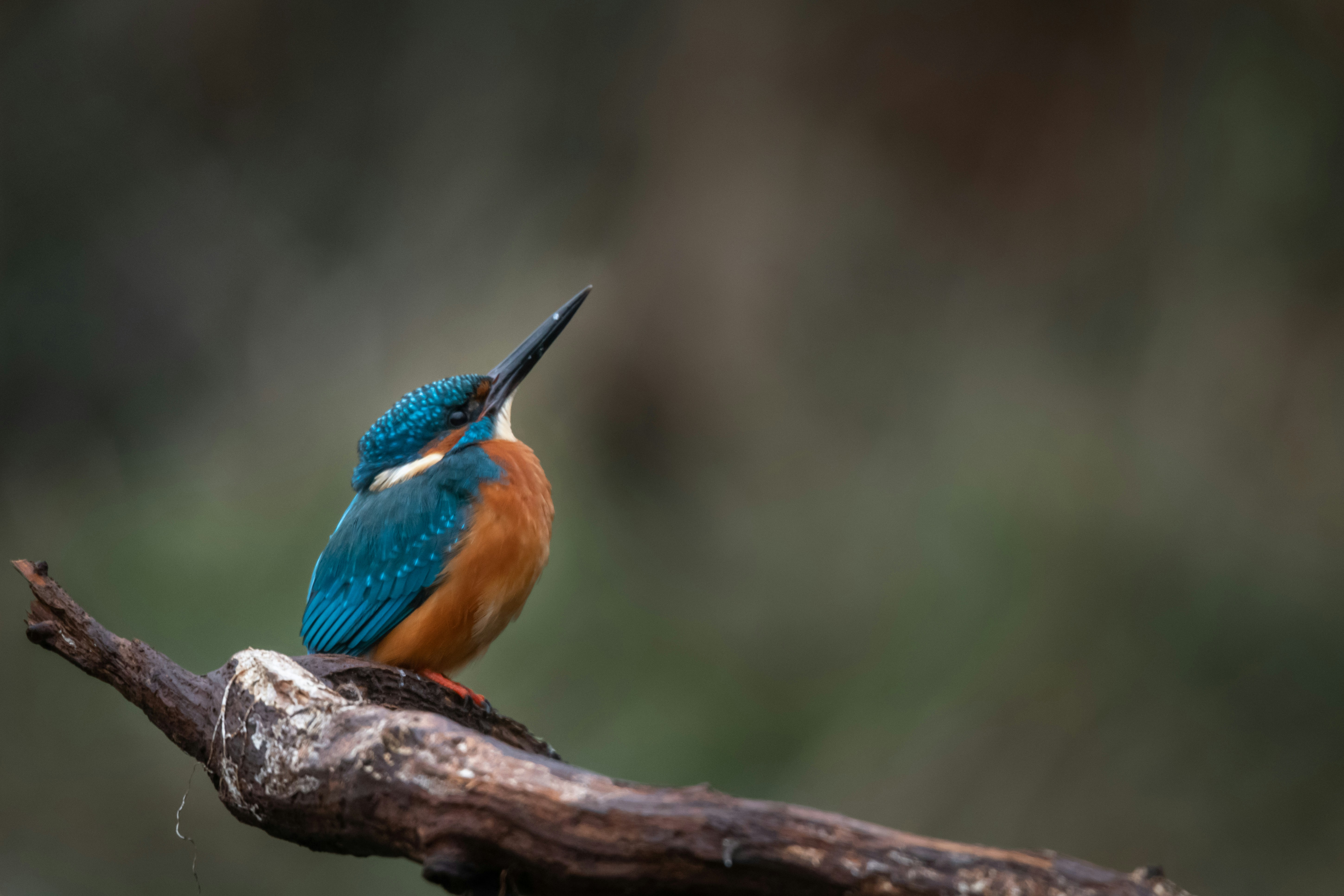 Blue bird wildlife photography by Keith Hilgenfeldt II — FARWILD cinematic storytelling