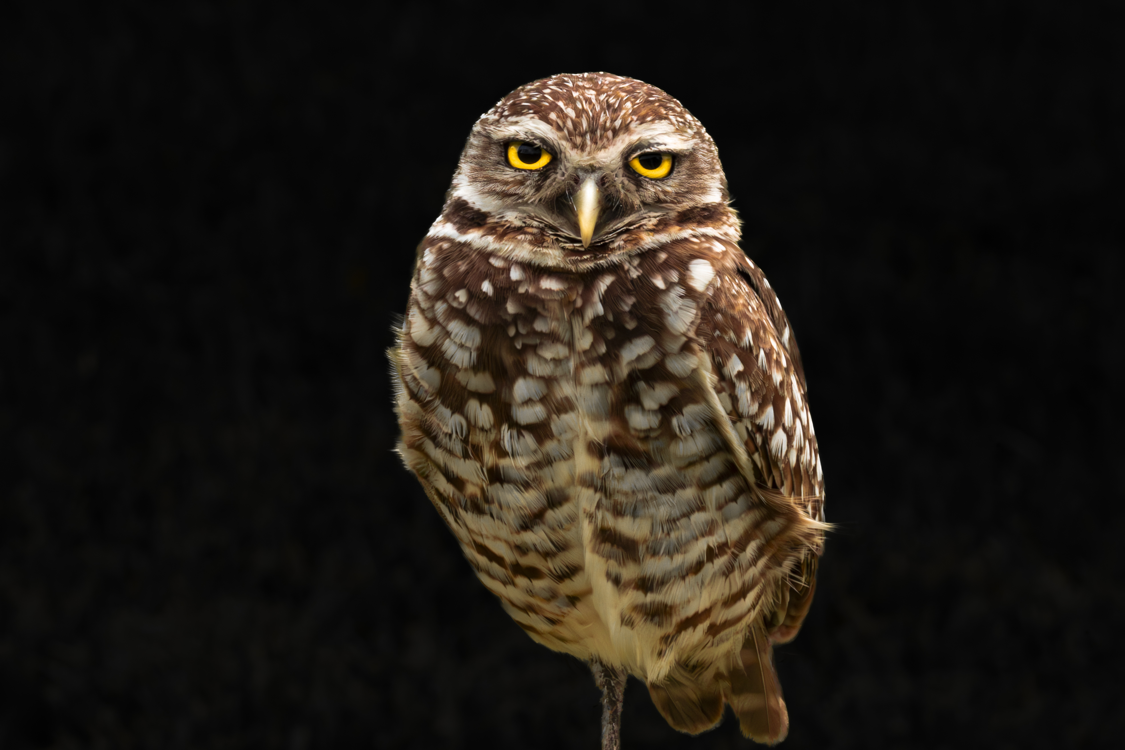 Florida owl wildlife photography by Keith Hilgenfeldt II — FARWILD cinematic storytelling