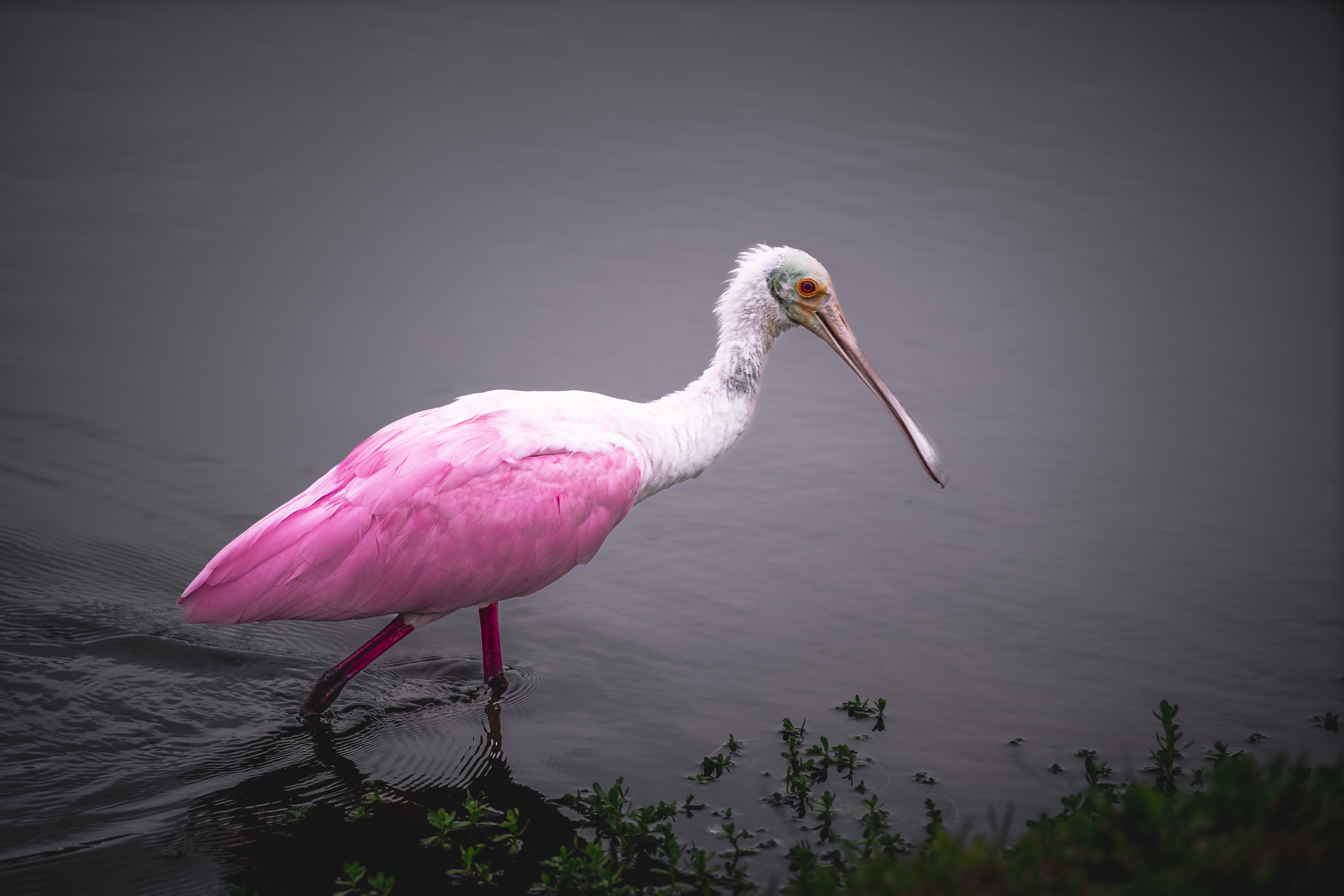 Spoonbill Florida wildlife photography by Keith Hilgenfeldt II — FARWILD investment cinematic storytelling