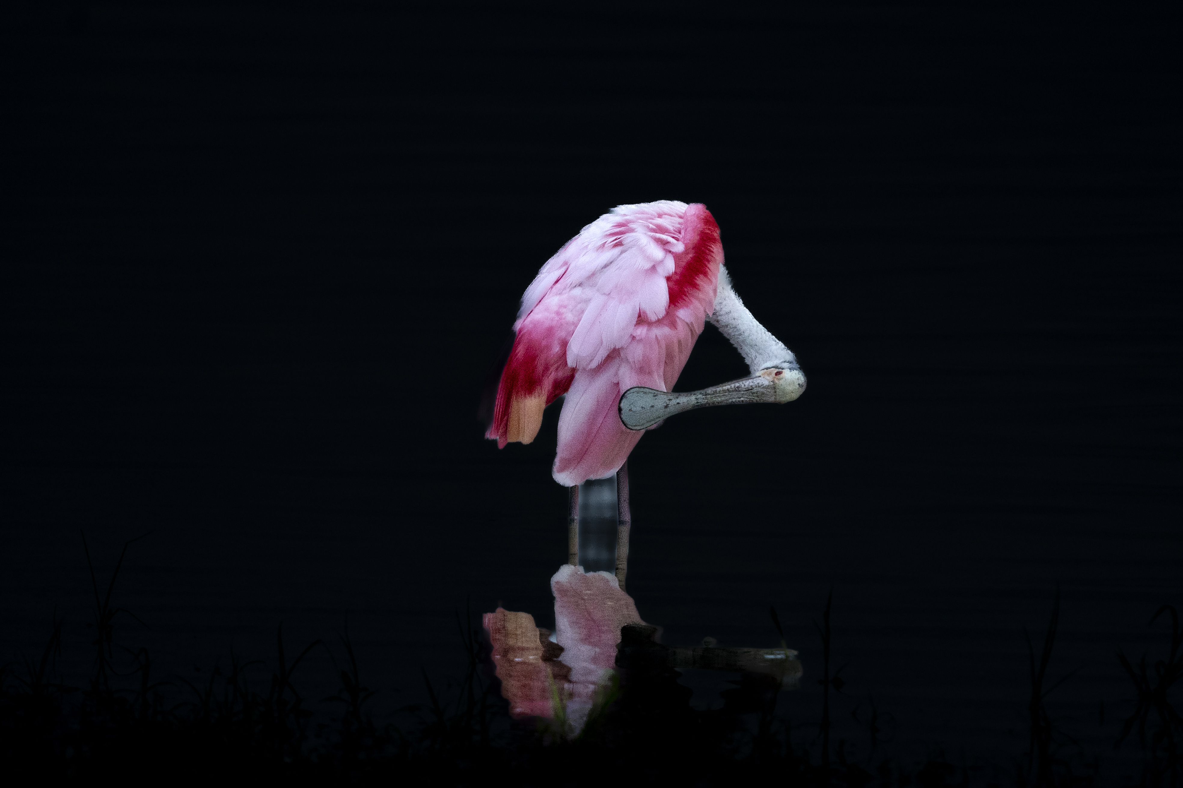 Spoonbill wildlife photography by Keith Hilgenfeldt II — FARWILD contact