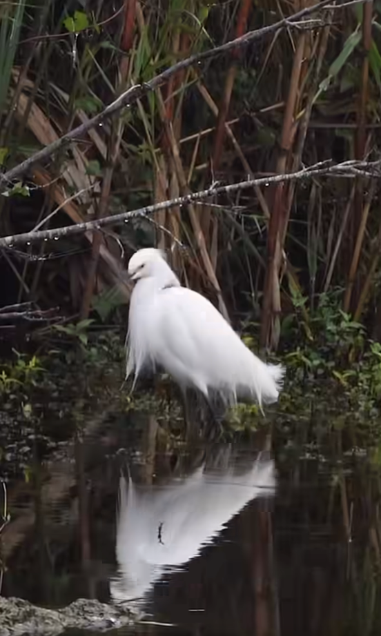 Snowy Egret Catching Fish